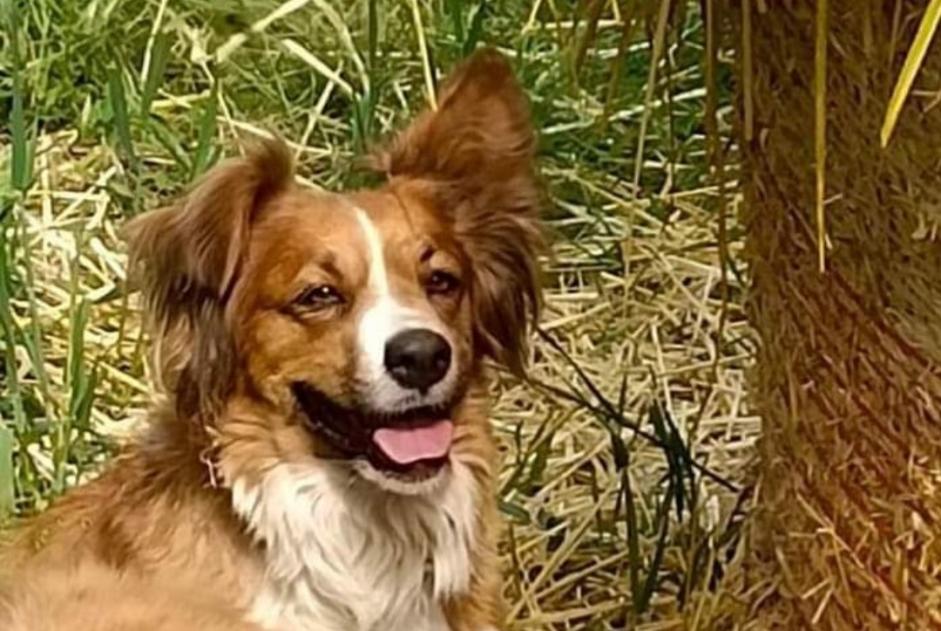 Vermisstmeldung Hund rassenmischung Weiblich , 6 jahre Saint-Étienne-de-Serre Frankreich