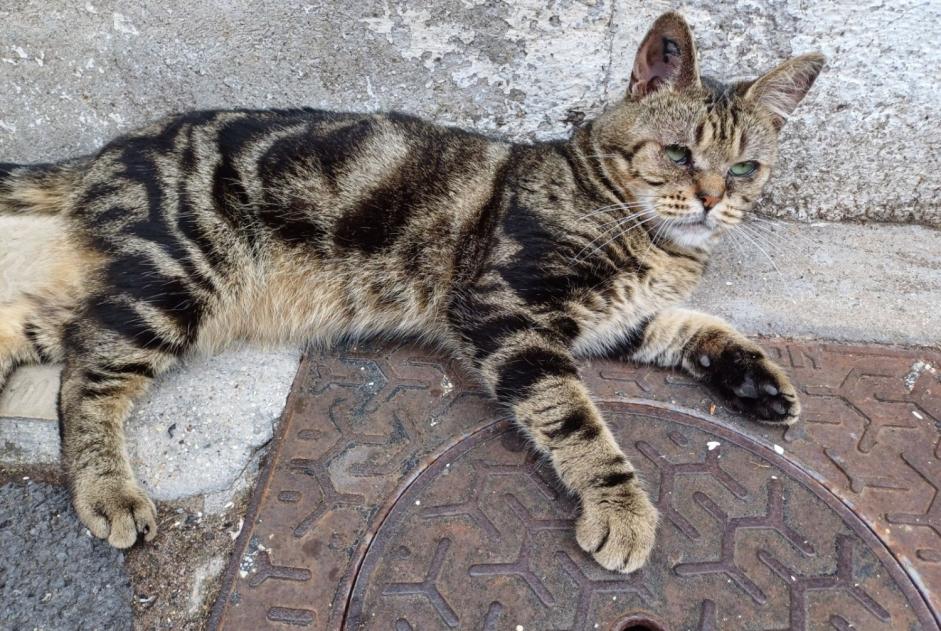 Fundmeldung Katze Männliche Valenciennes Frankreich