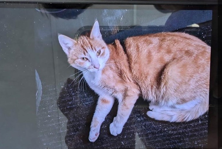 Fundmeldung Katze Weiblich Saint-Paul-en-Forêt Frankreich