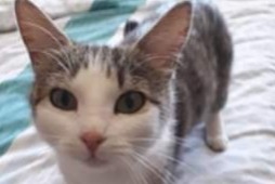 Alerta de Desaparición Gato Hembra , 7 años Sin-le-Noble Francia