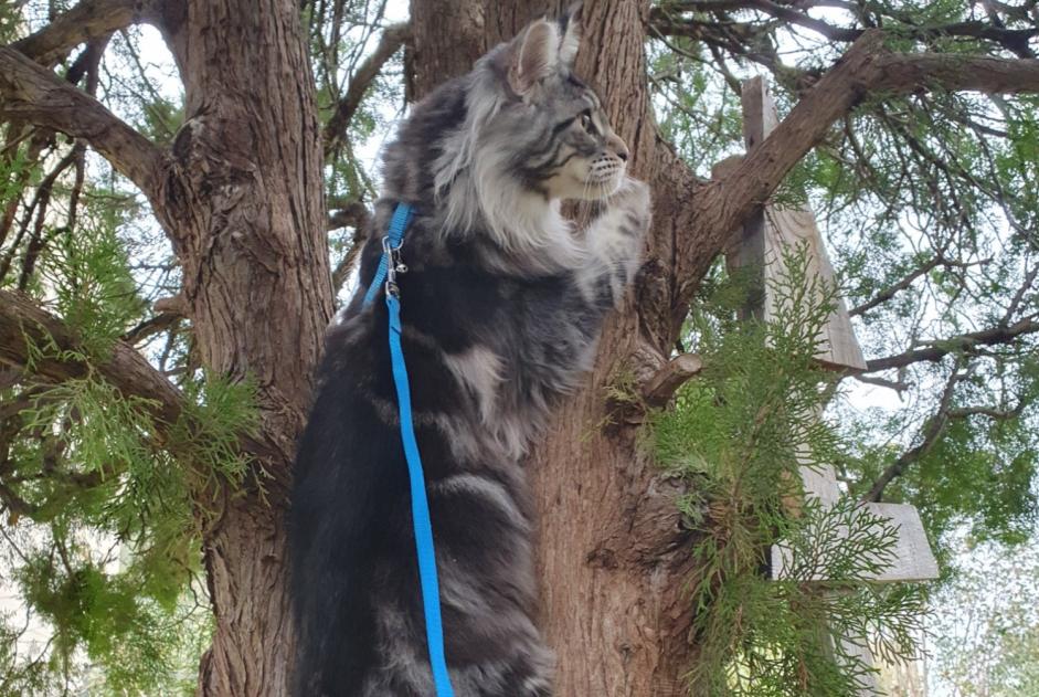 Alerte Disparition Chat  Mâle , 1 ans Toulon France