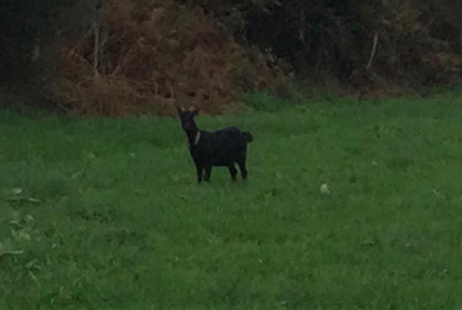 Alerte Découverte Chèvre Femelle Vire-Normandie France