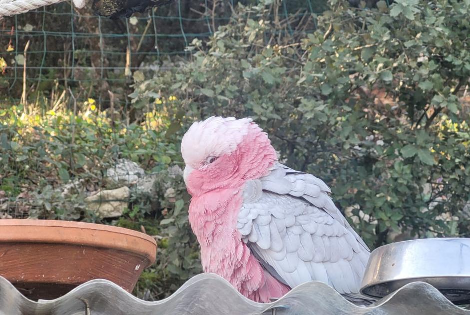 Alerte Découverte Oiseau Inconnu Rougiers France