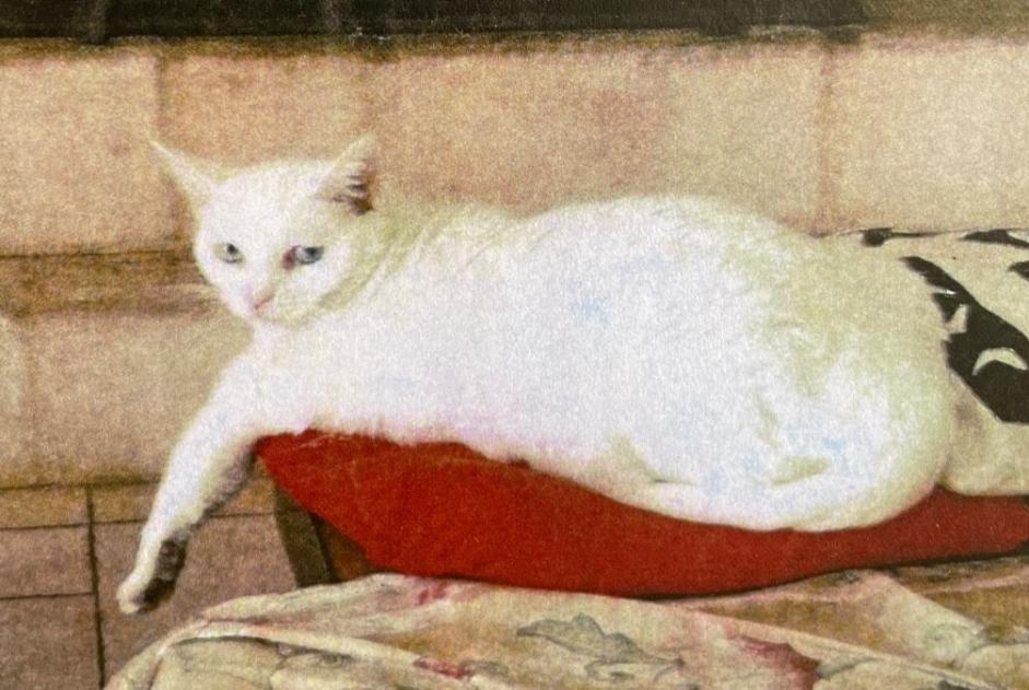 Avviso scomparsa Gatto Femmina , 6 anni Saint-Cézaire-sur-Siagne Francia