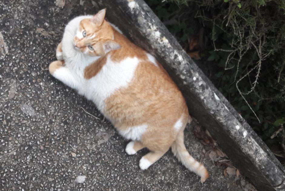 Avviso scomparsa Gatto Maschio , 7 anni Albi Francia