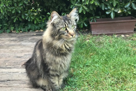 Avviso scomparsa Gatto  Femmina , 9 anni Éragny Francia