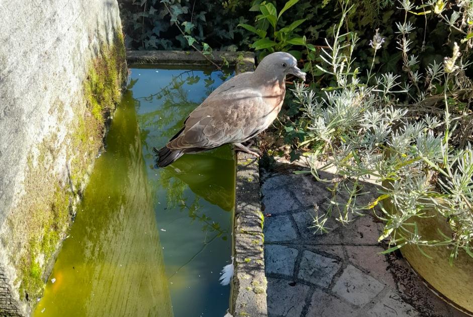 Alerta descoberta Pássaro Desconhecido Maurepas France